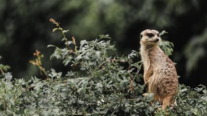 Photo de l'animal qui représente sentinelle, le surricat