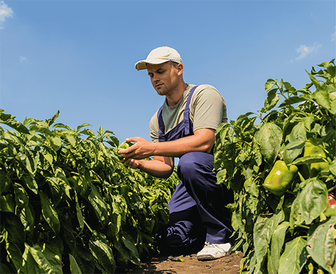 agriculteur optimisation PAC cerfrance